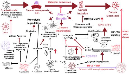 Aloe-Emodin and Emodin's Role in Premalignant Lesions of the Oral Cavity Cancers and Other Organs