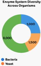 The Evolution and Diversity of Enzymes Across Species: A Comparative Analysis of Enzyme Systems in Different Organisms
