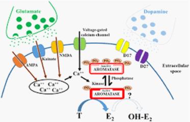 The Role of Enzymes in Female Sexual Function: Molecular Pathways Linking Hormones, Neurotransmitters, and Sexual Health