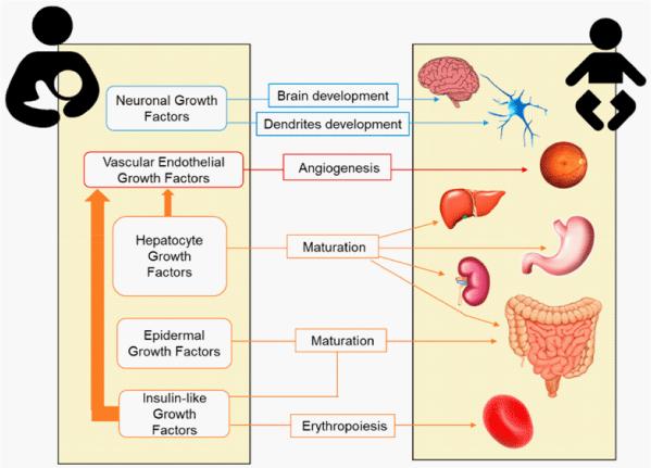 Anti-Cancer Potential of Egyptian Women’s Breast Milk: Effects on Liver and Colon Tumor Cells
