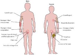 The Impact of Puberty on Sexual Behavior and Attitudes in Adolescents